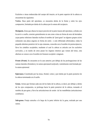 78
Escleritos o áreas endurecidas del cuerpo del insecto, en la parte superior de la cabeza se
encuentran las siguientes:
Vertex. Hace parte del epicráneo, se encuentra detrás de la frente y entre los ojos
compuestos, limitada por detrás de la cabeza por la sutura del occipucio.
Occipucio. Zona que abarca la mayor porción de la parte trasera del epicráneo, colinda con
la cerviz o cuello, consiste generalmente en una zona o área en forma de arco de herradura
cuyas partes inferiores laterales reciben el nombre de "post-gena" en algunos grupos existe
solamente una placa angosta en forma de estría o está obliterada (obstruidas), rodea la
pequeña abertura posterior de la caja craneana, conocida con el nombre de postoccipuccio,
lleva los cóndilos occipitales, mediante el cual la cabeza se articula con los escleritos
cervicales, y en medio de estos pasan los órganos internos que vienen del tórax, esta
abertura se conoce con el nombre de foramen occipital o mágnum.
Frente (Front). Se encuentra en la cara anterior, por debajo de las prolongaciones de las
suturas laterales (frontales) y la sutura epicraneal (ecdysial), ventralmente está limitada por
la sutura epistomal.
Epicraneo. Constituido por las áreas, frontal, vertex y por detrás por la parte posterior de
la cabeza terminando en el cuello.
Genas. Arreas que forman cada uno de los lados de la cabeza, es decir, por debajo y detrás
de los ojos compuestos, se prolonga hacia la parte posterior de la cabeza, tomando el
nombre de pos-gena y lleva las articulaciones de sostén de las mandíbulas (articulaciones
condilares).
Sub-genas. Franja estrecha a lo largo de la parte inferior de la gena, realzada por una
sutura.
 