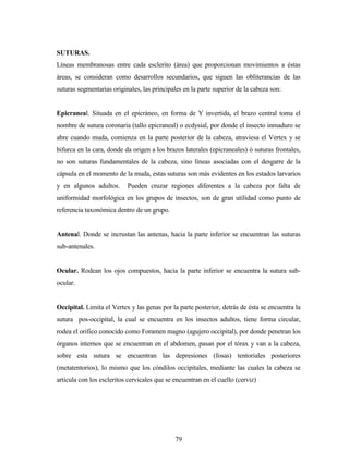79
SUTURAS.
Líneas membranosas entre cada esclerito (área) que proporcionan movimientos a éstas
áreas, se consideran como desarrollos secundarios, que siguen las obliterancias de las
suturas segmentarias originales, las principales en la parte superior de la cabeza son:
Epicraneal. Situada en el epicráneo, en forma de Y invertida, el brazo central toma el
nombre de sutura coronaria (tallo epicraneal) o ecdysial, por donde el insecto inmaduro se
abre cuando muda, comienza en la parte posterior de la cabeza, atraviesa el Vertex y se
bifurca en la cara, donde da origen a los brazos laterales (epicraneales) ó suturas frontales,
no son suturas fundamentales de la cabeza, sino líneas asociadas con el desgarre de la
cápsula en el momento de la muda, estas suturas son más evidentes en los estados larvarios
y en algunos adultos. Pueden cruzar regiones diferentes a la cabeza por falta de
uniformidad morfológica en los grupos de insectos, son de gran utilidad como punto de
referencia taxonómica dentro de un grupo.
Antenal. Donde se incrustan las antenas, hacia la parte inferior se encuentran las suturas
sub-antenales.
Ocular. Rodean los ojos compuestos, hacia la parte inferior se encuentra la sutura sub-
ocular.
Occipital. Limita el Vertex y las genas por la parte posterior, detrás de ésta se encuentra la
sutura pos-occipital, la cual se encuentra en los insectos adultos, tiene forma circular,
rodea el orifico conocido como Foramen magno (agujero occipital), por donde penetran los
órganos internos que se encuentran en el abdomen, pasan por el tórax y van a la cabeza,
sobre esta sutura se encuentran las depresiones (fosas) tentoriales posteriores
(metatentorios), lo mismo que los cóndilos occipitales, mediante las cuales la cabeza se
articula con los escleritos cervicales que se encuentran en el cuello (cerviz)
 