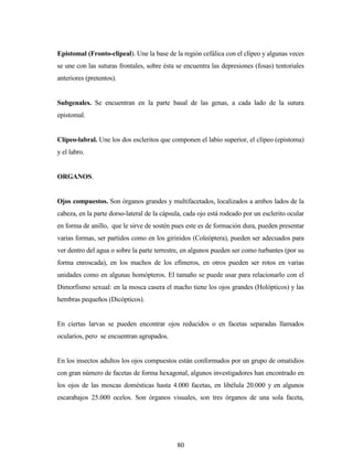 80
Epistomal (Fronto-clipeal). Une la base de la región cefálica con el clípeo y algunas veces
se une con las suturas frontales, sobre ésta se encuentra las depresiones (fosas) tentoriales
anteriores (pretentos).
Subgenales. Se encuentran en la parte basal de las genas, a cada lado de la sutura
epistomal.
Clípeo-labral. Une los dos escleritos que componen el labio superior, el clípeo (epistoma)
y el labro.
ORGANOS.
Ojos compuestos. Son órganos grandes y multifacetados, localizados a ambos lados de la
cabeza, en la parte dorso-lateral de la cápsula, cada ojo está rodeado por un esclerito ocular
en forma de anillo, que le sirve de sostén pues este es de formación dura, pueden presentar
varias formas, ser partidos como en los girinidos (Coleóptera), pueden ser adecuados para
ver dentro del agua o sobre la parte terrestre, en algunos pueden ser como turbantes (por su
forma enroscada), en los machos de los efímeros, en otros pueden ser rotos en varias
unidades como en algunas homópteros. El tamaño se puede usar para relacionarlo con el
Dimorfismo sexual: en la mosca casera el macho tiene los ojos grandes (Holópticos) y las
hembras pequeños (Dicópticos).
En ciertas larvas se pueden encontrar ojos reducidos o en facetas separadas llamados
ocularios, pero se encuentran agrupados.
En los insectos adultos los ojos compuestos están conformados por un grupo de omatidios
con gran número de facetas de forma hexagonal, algunos investigadores han encontrado en
los ojos de las moscas domésticas hasta 4.000 facetas, en libélula 20.000 y en algunos
escarabajos 25.000 ocelos. Son órganos visuales, son tres órganos de una sola faceta,
 