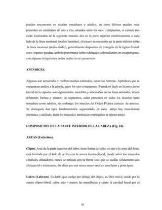 81
pueden encontrarse en estados inmaduros y adultos, en estos últimos pueden estar
presentes en cantidades de uno a tres, situados entre los ojos compuestos, si existen tres
están localizados de la siguiente manera: dos en la parte superior simétricamente a cada
lado de la línea mesional (ocelos laterales), el tercero se encuentra en la parte inferior sobre
la línea mesional (ocelo medio), generalmente dispuestos en triángulo en la región frontal,
estos órganos pueden también presentarse sobre tubérculos sobresalientes en exopterigotas,
con algunas excepciones en los cuales no se encuentran.
APENDICES.
Algunos son sensoriales y reciben muchos estímulos, como las Antenas. Apéndices que se
encuentran unidos a la cabeza, entre los ojos compuestos (frente), es decir en la parte dorso
lateral de la cápsula, son segmentados, movibles y articulados en las fosas antenales, tienen
diferentes formas y número de segmentos, están presentes en todos los insectos tanto
inmaduro como adultos, sin embargo, los insectos del Orden Protura carecen de antenas.
Se distinguen dos tipos fundamentales: segmentado, en cada artejo hay musculatura
intrínsica, y anillado, tiene los músculos intrínsicos restringidos al primer artejo.
COMPOSICION DE LA PARTE INFERIOR DE LA CABEZA (Fig. 24).
AREAS (Escleritos).
Clípeo. Area de la parte superior del labro, tiene forma de labio, se une a la zona del front,
está limitada por el lado de arriba con la sutura fronto-clipeal, donde salen los músculos
cibariales dilatadores, nunca se articula con la frente sino que se suelda sólidamente con
ella parcial o totalmente, dividido por una sutura transversal en anticlipeo y postclipeo.
Labro (Labrum). Esclerito que cuelga por debajo del clípeo, es libre móvil, unido por la
sutura clípeo-labral, cubre más o menos las mandíbulas y cierra la cavidad bucal por el
 