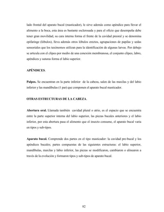82
lado frontal del aparato bucal (masticador), le sirve además como apéndice para llevar el
alimento a la boca, esta área es bastante esclerosada y para el oficio que desempeña debe
tener gran movilidad, su cara interna forma el frente de la cavidad preoral y se denomina
epifaringe (lóbulos), lleva además otros lóbulos erectos, agrupaciones de papilas y sedas
sensoriales que los taxónomos utilizan para la identificación de algunas larvas. Por debajo
se articula con el clípeo por medio de una conexión membranosa, el conjunto clípeo, labro,
apéndices y suturas forma el labio superior.
APÉNDICES.
Palpos. Se encuentran en la parte inferior de la cabeza, salen de las maxilas y del labio
inferior y las mandíbulas (1 par) que componen el aparato bucal masticador.
OTRAS ESTRUCTURAS DE LA CABEZA.
Abertura oral. Llamada también cavidad plural o atrio, es el espacio que se encuentra
entre la parte superior interna del labio superior, las piezas bucales anteriores y el labio
inferior, por esta abertura pasa el alimento que el insecto consume, el aparato bucal varia
en tipos y sub-tipos.
Aparato bucal. Comprende dos partes en el tipo masticador: la cavidad pre-bucal y los
apéndices bucales; partes compuestas de las siguientes estructuras: el labio superior,
mandíbulas, maxilas y labio inferior, las piezas se modificaron, cambiaron o alinearon a
través de la evolución y formaron tipos y sub-tipos de aparato bucal.
 