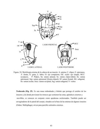 83
Trabeculo (Fig. 25). Es una masa redondeada y lobular que protege el cerebro de los
insectos y de donde provienen los troncos que sostienen las setas, apéndices externos y
movibles, se conocen en conjunto como apodemas esclerosados. También puede ser
envaginadores de la pared del cuerpo, situados en la base de las antenas de algunos insectos
(Orden: Mallophaga), sirven para percibir estímulos externos.
Figura. 24: Morfología externa de la cabeza de un insecto: A: antena, C: clípeo, E: epicraneo,
F: frente, G: gena, L: labro, O: ojo compuesto, OC: ocelo: ojo simple, OCC:
occipucio, P: Palpos, Sa: sutura antenal, Sc: sutura clipeo-labral, Se: sutura
epicraneal, Sep: sutura epistomal (fronto-clipeal), Sf: sutura frontal, SG: subgenal,
So: sutura ocular, Socc: sutura occipital, Ssg: sutura subgenal, V: vertex
LADO POSTERIOR
LADO FRONTAL
F
G
Sf
E
C
L
V
S
e
Sa
So
Ssg
SG
Sep
Sc
P
V
OCC
Socc
P
O
C
L
P
LADO LATERAL
A
OC
 