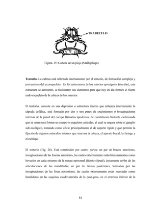 84
Tentorio. La cabeza está reforzada internamente por el tentorio, de formación compleja y
proveniente del exoesqueleto. En los antecesores de los insectos apterigotos (sin alas), esta
estructura se acrecentó, se fusionaron sus elementos para que hoy en día formen el fuerte
endo-esqueleto de la cabeza de los insectos.
El tentorio, consiste en una depresión o estructura interna que refuerza internamente la
cápsula cefálica, está formado por dos o tres pares de crecimientos o invaginaciones
internas de la pared del cuerpo llamadas apodemas, de constitución bastante esclerosada
que se unen para formar un cuerpo o esqueleto cutículas, el cual se arquea sobre el ganglio
sub-esofágico, tomando como oficio principalmente el de soporte rígido y que permite la
fijación de algunos músculos internos que mueven la cabeza, el aparato bucal, la faringe y
el esófago.
El tentorio (Fig. 26). Está constituido por cuatro partes: un par de brazos anteriores,
invaginaciones de las fosetas anteriores, las cuales externamente están bien marcadas como
hoyuelos en cada extremo de la sutura epistomal (fronto-clipeal), justamente arriba de las
articulaciones de las mandíbulas; un par de brazos posteriores, formados por las
invaginaciones de las fosas posteriores, las cuales externamente están marcadas como
hendiduras en las esquinas caudoventrales de la post-gena, en el extremo inferior de la
TRABECULO
Figura. 25: Cabeza de un piojo (Mallophaga)
 