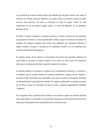87
Los estímulos de contacto directo (tacto) son tomados por los pelos táctiles, que están en
contacto con células nerviosas bipolares, las cuales emiten el estímulo externo al centro
nervioso más próximo. Los pelos se localizan en todo el cuerpo, siendo los más
importantes los de las antenas, palpos, patas y al final del abdomen en los apéndices
llamados cercus.
El olfato y el gusto responden a estímulos químicos, si tienen contacto con las partículas
que generan el estímulo. Es más especializado el olfato, ya que la sustancias emanadas son
captadas por órganos receptores que tienen unas glándulas que mantienen húmedo el
órgano receptor. El gusto se localiza en los apéndices bucales y en la membrana que
recubre la entrada del tubo digestivo.
En algunos artejos de las antenas se encuentran elevaciones que presentan aberturas en
cuyo fondo se encuentra el órgano receptor de los olores; en otros casos son numerosos
poros que se comunican del artejo al aparato receptor de la antena.
La función auditiva es mecánica se origina en los escolopóforos (sensorios o sensilios) o
escolopales, que al reunirse forman los órganos cardotonales, órganos de los sentidos y
presentan células sensoriales muy profundas, cuyo proceso distal es prolongado, formando
un bastoncillo para la percepción de sonidos, los órganos cardotonales se pueden encontrar
en las fibras ya que las terminales de estas se unen a regiones tegumentarias llamados
“tímpanos”.
En el segundo artejo o pedicelo de las antenas se encuentra el órgano de Johnston llamado
oído según Meyer, su actividad es la de percibir vibraciones y movimientos del resto de la
antena para distinguirlos de las producidas por la corriente de aire.
 