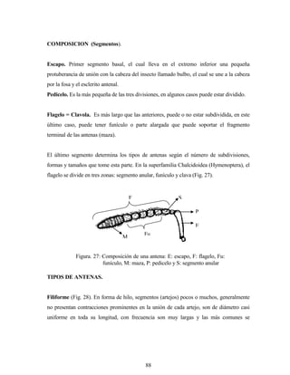88
COMPOSICION (Segmentos).
Escapo. Primer segmento basal, el cual lleva en el extremo inferior una pequeña
protuberancia de unión con la cabeza del insecto llamado bulbo, el cual se une a la cabeza
por la fosa y el esclerito antenal.
Pedicelo. Es la más pequeña de las tres divisiones, en algunos casos puede estar dividido.
Flagelo = Clavola. Es más largo que las anteriores, puede o no estar subdividida, en este
último caso, puede tener funículo o parte alargada que puede soportar el fragmento
terminal de las antenas (maza).
El último segmento determina los tipos de antenas según el número de subdivisiones,
formas y tamaños que tome esta parte. En la superfamilia Chalcidoidea (Hymenoptera), el
flagelo se divide en tres zonas: segmento anular, funículo y clava (Fig. 27).
TIPOS DE ANTENAS.
Filiforme (Fig. 28). En forma de hilo, segmentos (artejos) pocos o muchos, generalmente
no presentan contracciones prominentes en la unión de cada artejo, son de diámetro casi
uniforme en toda su longitud, con frecuencia son muy largas y las más comunes se
S
P
E
F
FuM
Figura. 27: Composición de una antena: E: escapo, F: flagelo, Fu:
funículo, M: maza, P: pedicelo y S: segmento anular
 