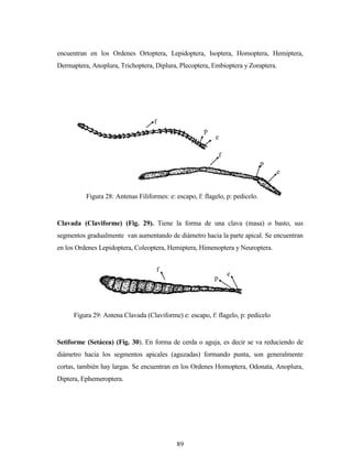 89
encuentran en los Ordenes Ortoptera, Lepidoptera, Isoptera, Homoptera, Hemiptera,
Dermaptera, Anoplura, Trichoptera, Diplura, Plecoptera, Embioptera y Zoraptera.
Clavada (Claviforme) (Fig. 29). Tiene la forma de una clava (masa) o basto, sus
segmentos gradualmente van aumentando de diámetro hacia la parte apical. Se encuentran
en los Ordenes Lepidoptera, Coleoptera, Hemiptera, Himenoptera y Neuroptera.
Setiforme (Setácea) (Fig. 30). En forma de cerda o aguja, es decir se va reduciendo de
diámetro hacia los segmentos apicales (aguzadas) formando punta, son generalmente
cortas, también hay largas. Se encuentran en los Ordenes Homoptera, Odonata, Anoplura,
Diptera, Ephemeroptera.
f
p
e
f
p
e
Figura 28: Antenas Filiformes: e: escapo, f: flagelo, p: pedicelo.
f
p
e
Figura 29: Antena Clavada (Claviforme) e: escapo, f: flagelo, p: pedicelo
 