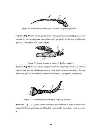 90
e
p
f
Figura. 31: Antena Aristada: e: escapo, f: flagelo, p: pedicelo.
Aristada (Fig. 31). Son antenas que tienen un solo segmento antenal en el flagelo, de buen
tamaño, del cual se desprende una cerda (arista) que puede ser desnuda o cubierta de
pelillos. Se encuentran en el Orden Diptera.
Capitata (Fig. 32). Con sus últimos segmentos antenales engrosados, tomando la forma de
cabeza, muy parecida a la clavada, pero su clava (mazo), termina truncado, es decir en
forma de Capita. Se encuentran en los Ordenes Coleoptera Lepidoptera e Himenóptera
.
Lamelada (Fig. 33). Los tres últimos segmentos apicales tienen la forma de laminillas o
placas móviles, dirigidas hacia un lado del eje mayor unidas o separadas, puede semejarse
a
f p
e
Figura 30: Antena Setiforme (Setácea) e: escapo, f: flagelo, p: pedicelo
e
pf
Figura. 32: Antena Capitata: e: escapo, f: flagelo, p: pedicelo
 