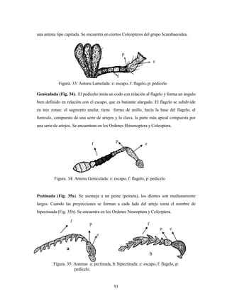 91
una antena tipo capitada. Se encuentra en ciertos Coleopteros del grupo Scarabaeoidea.
Geniculada (Fig. 34). El pedícelo imita un codo con relación al flagelo y forma un ángulo
bien definido en relación con el escapo, que es bastante alargado. El flagelo se subdivide
en tres zonas: el segmento anular, tiene forma de anillo, hacia la base del flagelo; el
funículo, compuesto de una serie de artejos y la clava, la parte más apical compuesta por
una serie de artejos. Se encuentran en los Ordenes Himenoptera y Coleoptera.
Pectinada (Fig. 35a). Se asemeja a un peine (peineta), los dientes son medianamente
largos. Cuando las proyecciones se forman a cada lado del artejo toma el nombre de
bipectinada (Fig. 35b). Se encuentra en los Ordenes Neuroptera y Coleoptera.
f
p
e
Figura. 34: Antena Geniculada: e: escapo, f: flagelo, p: pedicelo
f
p
e
Figura. 35: Antenas a: pectinada, b: bipectinada: e: escapo, f: flagelo, p:
pedicelo.
ep
f
a
b
e
p
f
Figura. 33: Antena Lamelada: e: escapo, f: flagelo, p: pedicelo
 