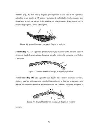 92
Plumosa (Fig. 36). Con finas y delgadas prolongaciones a cada lado de los segmentos
antenales, en un ángulo de 45 grados y cubiertas de vellosidades. En los insectos con
dimorfismo sexual, las antenas de los machos son más plumosas. Se encuentran en los
Ordenes Lepidoptera, Díptera y Stresiptera.
Serrada (Fig. 37). Los segmentos presentan prolongaciones muy cortas hacia un lado del
eje mayor, dando la apariencia de dientes de serrucho o sierra. Se encuentra en el Orden
Coleoptera.
Moniliforme (Fig. 38). Los segmentos del flagelo más o menos esféricos u ovales,
similares a perlas, unidos por una constricción prominente, se dice que se parecen a una
porción de camándula (rosario). Se encuentran en los Ordenes Coleoptera, Zoraptera e
Isoptera.
f
p
e
Figura. 36: Antena Plumosa: e: escapo, f: flagelo, p: pedicelo
f
e
Figura. 37: Antena Serrada: e: escapo, f: flagelo, p: pedicelo
p
f
e
p
Figura. 38: Antena Moniliforme: e: escapo, f: flagelo, p: pedicelo
 