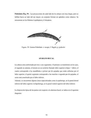 93
Flabelada (Fig. 39). Las proyecciones de cada lado de los artejos son muy largas, pero se
doblan hacia un lado del eje mayor, en conjunto forman un apéndice como abanico. Se
encuentran en los Ordenes Lepidoptera y Coleoptera.
APARATO BUCAL.
La cabeza está conformada por tres o seis segmentos. El primero se transformó en los ojos,
el segundo en antenas, el tercero en un esclerito llamado labio superior (clipeo + labro), el
cuarto corresponde a las mandíbulas o primer par de quijadas que están cubiertas por el
labio superior, el quinto segmento corresponde a las maxilas o segundo par de quijadas, el
sexto está constituido por el labio inferior.
Además, se encuentran algunas áreas especializadas como la epifaringe, en la pared dorsal
inferior del labio superior, la hipofaringe, en la pared ventral superior del labio inferior.
La disposición típica de las partes con respecto a la abertura bucal, se indica en el siguiente
diagrama:
f
p
e
Figura. 39: Antena Flabelada: e: escapo, f: flagelo, p: pedicelo
 