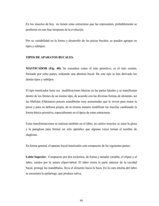 95
En los insectos de hoy no tienen estas estructuras que las representen, probablemente se
perdieron en una fase temprana de la evolución.
Por su variabilidad en la forma y desarrollo de las piezas bucales, se pueden agrupar en
tipos y subtipos.
TIPOS DE APARATOS BUCALES.
MASTICADOR (Fig. 40). Se considera como el más primitivo, es el más común,
formado por ocho partes, rodeando una abertura bucal. De este tipo se han derivado los
demás tipos y subtipos.
El tipo masticador tiene sus modificaciones básicas en las partes básales y se manifiestan
dentro de los límites de un mismo tipo, de acuerdo con las diversas formas de alimento, así
las libélulas (Odonatos) poseen mandíbulas muy aumentadas que le sirven para matar la
presa y para su defensa propia, de la misma manera modifican las maxilas cambiando la
forma básica primitiva, especialmente en el ápice de estas estructuras.
Estas transformaciones se realizan también en el labio, en ciertos insectos se unen la glosa
y la paraglosa para formar un solo apéndice que algunas veces toman el nombre de
alaglosas.
En forma general, el aparato bucal masticador está compuesto de las siguientes partes:
Labio Superior. Compuesto por dos escleritos, de forma y tamaño variable, el clipeo y el
labro, unidos por la sutura clipeo-labral. El labro cierra la parte anterior de la cavidad
bucal, protege las mandíbulas, lleva el alimento hacia la boca. En la cara interna del labro
se encuentra la epifaringe, que produce saliva.
 