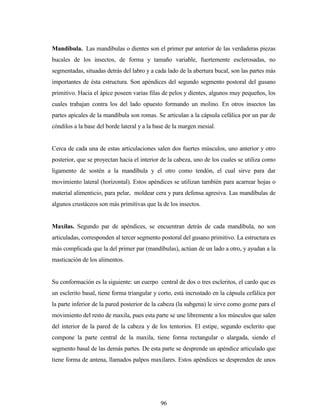 96
Mandíbula. Las mandíbulas o dientes son el primer par anterior de las verdaderas piezas
bucales de los insectos, de forma y tamaño variable, fuertemente esclerosadas, no
segmentadas, situadas detrás del labro y a cada lado de la abertura bucal, son las partes más
importantes de ésta estructura. Son apéndices del segundo segmento postoral del gusano
primitivo. Hacia el ápice poseen varias filas de pelos y dientes, algunos muy pequeños, los
cuales trabajan contra los del lado opuesto formando un molino. En otros insectos las
partes apicales de la mandíbula son romas. Se articulan a la cápsula cefálica por un par de
cóndilos a la base del borde lateral y a la base de la margen mesial.
Cerca de cada una de estas articulaciones salen dos fuertes músculos, uno anterior y otro
posterior, que se proyectan hacia el interior de la cabeza, uno de los cuales se utiliza como
ligamento de sostén a la mandíbula y el otro como tendón, el cual sirve para dar
movimiento lateral (horizontal). Estos apéndices se utilizan también para acarrear hojas o
material alimenticio, para pelar, moldear cera y para defensa agresiva. Las mandíbulas de
algunos crustáceos son más primitivas que la de los insectos.
Maxilas. Segundo par de apéndices, se encuentran detrás de cada mandíbula, no son
articuladas, corresponden al tercer segmento postoral del gusano primitivo. La estructura es
más complicada que la del primer par (mandíbulas), actúan de un lado a otro, y ayudan a la
masticación de los alimentos.
Su conformación es la siguiente: un cuerpo central de dos o tres escleritos, el cardo que es
un esclerito basal, tiene forma triangular y corto, está incrustado en la cápsula cefálica por
la parte inferior de la pared posterior de la cabeza (la subgena) le sirve como gozne para el
movimiento del resto de maxila, pues esta parte se une libremente a los músculos que salen
del interior de la pared de la cabeza y de los tentorios. El estipe, segundo esclerito que
compone la parte central de la maxila, tiene forma rectangular o alargada, siendo el
segmento basal de las demás partes. De esta parte se desprende un apéndice articulado que
tiene forma de antena, llamados palpos maxilares. Estos apéndices se desprenden de unos
 