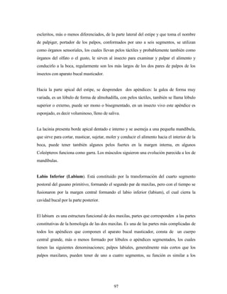 97
escleritos, más o menos diferenciados, de la parte lateral del estipe y que toma el nombre
de palpiger, portador de los palpos, conformados por uno a seis segmentos, se utilizan
como órganos sensoriales, los cuales llevan pelos táctiles y probablemente también como
órganos del olfato o el gusto, le sirven al insecto para examinar y palpar el alimento y
conducirlo a la boca, regularmente son los más largos de los dos pares de palpos de los
insectos con aparato bucal masticador.
Hacia la parte apical del estipe, se desprenden dos apéndices: la galea de forma muy
variada, es un lóbulo de forma de almohadilla, con pelos táctiles, también se llama lóbulo
superior o externo, puede ser mono o bisegmentado, en un insecto vivo este apéndice es
esponjado, es decir voluminoso, lleno de saliva.
La lacinia presenta borde apical dentado e interno y se asemeja a una pequeña mandíbula,
que sirve para cortar, masticar, sujetar, moler y conducir el alimento hacia el interior de la
boca, puede tener también algunos pelos fuertes en la margen interna, en algunos
Coleópteros funciona como garra. Los músculos siguieron una evolución parecida a los de
mandíbulas.
Labio Inferior (Labium). Está constituido por la transformación del cuarto segmento
postoral del gusano primitivo, formando el segundo par de maxilas, pero con el tiempo se
fusionaron por la margen central formando el labio inferior (labium), el cual cierra la
cavidad bucal por la parte posterior.
El labium es una estructura funcional de dos maxilas, partes que corresponden a las partes
constitutivas de la homología de las dos maxilas. Es una de las partes más complicadas de
todos los apéndices que componen el aparato bucal masticador, consta de un cuerpo
central grande, más o menos formado por lóbulos o apéndices segmentados, los cuales
tienen las siguientes denominaciones; palpos labiales, generalmente más cortos que los
palpos maxilares, pueden tener de uno a cuatro segmentos, su función es similar a los
 