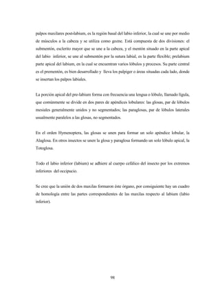 98
palpos maxilares post-labium, es la región basal del labio inferior, la cual se une por medio
de músculos a la cabeza y se utiliza como gozne. Está compuesta de dos divisiones: el
submentón, esclerito mayor que se une a la cabeza, y el mentón situado en la parte apical
del labio inferior, se une al submentón por la sutura labial, es la parte flexible; prelabium
parte apical del labium, en la cual se encuentran varios lóbulos y procesos. Su parte central
es el prementón, es bien desarrollado y lleva los palpiger o áreas situadas cada lado, donde
se insertan los palpos labiales.
La porción apical del pre-labium forma con frecuencia una lengua o lóbulo, llamado lígula,
que comúnmente se divide en dos pares de apéndices lobulares: las glosas, par de lóbulos
mesiales generalmente unidos y no segmentados; las paraglosas, par de lóbulos laterales
usualmente paralelos a las glosas, no segmentados.
En el orden Hymenoptera, las glosas se unen para formar un solo apéndice lobular, la
Alaglosa. En otros insectos se unen la glosa y paraglosa formando un solo lóbulo apical, la
Totoglosa.
Todo el labio inferior (labium) se adhiere al cuerpo cefálico del insecto por los extremos
inferiores del occipucio.
Se cree que la unión de dos maxilas formaron éste órgano, por consiguiente hay un cuadro
de homología entre las partes correspondientes de las maxilas respecto al labium (labio
inferior).
 
