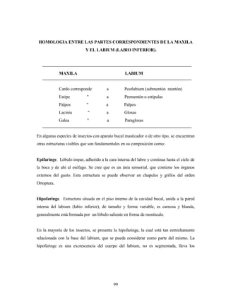 99
HOMOLOGIA ENTRE LAS PARTES CORRESPONDIENTES DE LA MAXILA
Y EL LABIUM (LABIO INFERIOR).
MAXILA LABIUM
Cardo corresponde a Postlabium (submentón mentón)
Estipe " a Prementón o estípulas
Palpos " a Palpos
Lacinia " a Glosas
Galea " a Paraglosas
En algunas especies de insectos con aparato bucal masticador o de otro tipo, se encuentran
otras estructuras visibles que son fundamentales en su composición como:
Epifaringe. Lóbulo impar, adherido a la cara interna del labro y continua hasta el cielo de
la boca y de ahí al esófago. Se cree que es un área sensorial, que contiene los órganos
externos del gusto. Esta estructura se puede observar en chapules y grillos del orden
Ortoptera.
Hipofaringe. Estructura situada en el piso interno de la cavidad bucal, unida a la pared
interna del labium (labio inferior), de tamaño y forma variable, es carnosa y blanda,
generalmente está formada por un lóbulo saliente en forma de montículo.
En la mayoría de los insectos, se presenta la hipofaringe, la cual está tan estrechamente
relacionada con la base del labium, que se puede considerar como parte del mismo. La
hipofaringe es una excrescencia del cuerpo del labium, no es segmentada, lleva los
 
