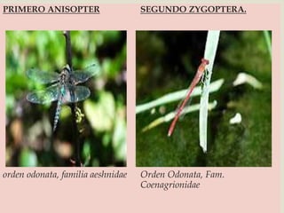 ENTOMOLOGIA ODONATA.pptx