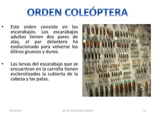 • Este orden consiste en los
escarabajos. Los escarabajos
adultos tienen dos pares de
alas, el par delantero ha
evolucionado para volverse los
élitros gruesos y duros.
• Las larvas del escarabajo que se
encuentran en la carroña tienen
esclerotizados la cubierta de la
cabeza y las patas.
Nicrophorus vestigator
29/01/2019 10MC DR JAVIER MATA VARGAS
 