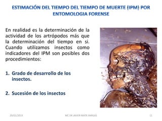 En realidad es la determinación de la
actividad de los artrópodos más que
la determinación del tiempo en si.
Cuando utilizamos insectos como
indicadores del IPM son posibles dos
procedimientos:
1. Grado de desarrollo de los
insectos.
2. Sucesión de los insectos
29/01/2019 11MC DR JAVIER MATA VARGAS
 