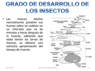 • Las moscas adultas
normalmente pondrán sus
huevos sobre un cadáver en
un intervalo que va de
minutos a horas después de
la muerte, sabiendo que
edad tienen las larvas de
moscas, se obtiene una
estrecha aproximación del
tiempo de muerte.
29/01/2019 13MC DR JAVIER MATA VARGAS
 