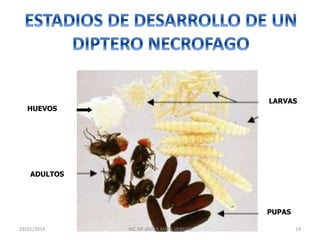 HUEVOS
PUPAS
LARVAS
ADULTOS
29/01/2019 14MC DR JAVIER MATA VARGAS
 