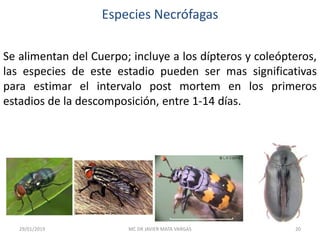 Especies Necrófagas
Se alimentan del Cuerpo; incluye a los dípteros y coleópteros,
las especies de este estadio pueden ser mas significativas
para estimar el intervalo post mortem en los primeros
estadios de la descomposición, entre 1-14 días.
29/01/2019 20MC DR JAVIER MATA VARGAS
 