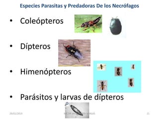 Especies Parasitas y Predadoras De los Necrófagos
• Coleópteros
• Dípteros
• Himenópteros
• Parásitos y larvas de dípteros
29/01/2019 21MC DR JAVIER MATA VARGAS
 