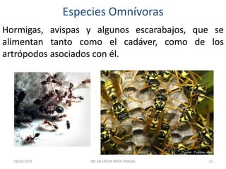 Especies Omnívoras
Hormigas, avispas y algunos escarabajos, que se
alimentan tanto como el cadáver, como de los
artrópodos asociados con él.
29/01/2019 22MC DR JAVIER MATA VARGAS
 