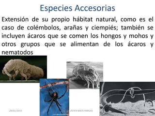 Especies Accesorias
Extensión de su propio hábitat natural, como es el
caso de colémbolos, arañas y ciempiés; también se
incluyen ácaros que se comen los hongos y mohos y
otros grupos que se alimentan de los ácaros y
nematodos
29/01/2019 23MC DR JAVIER MATA VARGAS
 