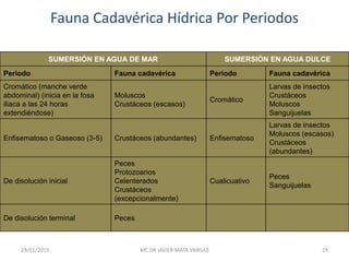 Fauna Cadavérica Hídrica Por Periodos
SUMERSIÓN EN AGUA DE MAR SUMERSIÓN EN AGUA DULCE
Periodo Fauna cadavérica Periodo Fauna cadavérica
Cromático (manche verde
abdominal) (inicia en la fosa
iliaca a las 24 horas
extendiéndose)
Moluscos
Crustáceos (escasos)
Cromático
Larvas de insectos
Crustáceos
Moluscos
Sanguijuelas
Enfisematoso o Gaseoso (3-5) Crustáceos (abundantes) Enfisematoso
Larvas de insectos
Moluscos (escasos)
Crustáceos
(abundantes)
De disolución inicial
Peces
Protozoarios
Celenterados
Crustáceos
(excepcionalmente)
Cualicuativo
Peces
Sanguijuelas
De disolución terminal Peces
29/01/2019 24MC DR JAVIER MATA VARGAS
 