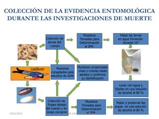 COLECCIÓN DE LA EVIDENCIA ENTOMOLÓGICA
DURANTE LAS INVESTIGACIONES DE MUERTE
Colección de
larvas del
cuerpo
Colección de
Pupas debajo
del cuerpo y en
áreas cercanas
Muestras
Tomadas para
Determinación
el IPM
Matar las larvas
en agua hirviendo
durante 15”
Muestras
congeladas para
estudios de ADN
Muestras conservadas
vivas y criarlas hasta
adultos y confirmar
su identificación
Muestras
Tomadas para
Determinación
el IPM
Lavar con agua y
fijarlas en una solución
de alcohol al 80 %
Matar y preservar las
pupas en una solución
de alcohol al 80 %
cadáver
29/01/2019 25MC DR JAVIER MATA VARGAS
 