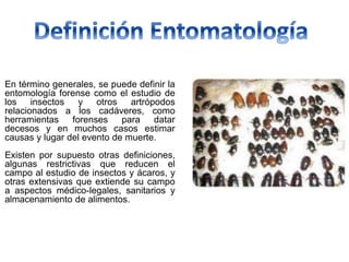 En término generales, se puede definir la
entomología forense como el estudio de
los insectos y otros artrópodos
relacionados a los cadáveres, como
herramientas forenses para datar
decesos y en muchos casos estimar
causas y lugar del evento de muerte.
Existen por supuesto otras definiciones,
algunas restrictivas que reducen el
campo al estudio de insectos y ácaros, y
otras extensivas que extiende su campo
a aspectos médico-legales, sanitarios y
almacenamiento de alimentos.
 