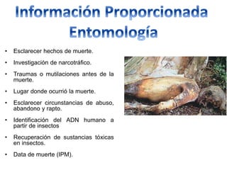 • Esclarecer hechos de muerte.
• Investigación de narcotráfico.
• Traumas o mutilaciones antes de la
muerte.
• Lugar donde ocurrió la muerte.
• Esclarecer circunstancias de abuso,
abandono y rapto.
• Identificación del ADN humano a
partir de insectos
• Recuperación de sustancias tóxicas
en insectos.
• Data de muerte (IPM).
 