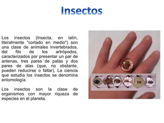 Los insectos (Insecta, en latín,
literalmente "cortado en medio") son
una clase de animales invertebrados,
del filo de los artrópodos,
caracterizados por presentar un par de
antenas, tres pares de patas y dos
pares de alas (que, no obstante,
pueden reducirse o faltar), La ciencia
que estudia los insectos se denomina
entomología.
Los insectos son la clase de
organismos con mayor riqueza de
especies en el planeta.
 