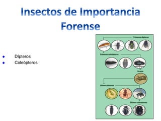  Dípteros
 Coleópteros
 