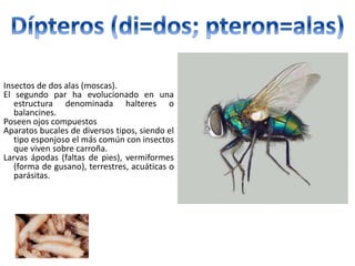 Insectos de dos alas (moscas).
El segundo par ha evolucionado en una
estructura denominada halteres o
balancines.
Poseen ojos compuestos
Aparatos bucales de diversos tipos, siendo el
tipo esponjoso el más común con insectos
que viven sobre carroña.
Larvas ápodas (faltas de pies), vermiformes
(forma de gusano), terrestres, acuáticas o
parásitas.
 