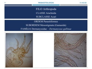 FILO Arthropoda
CLASSE Arachnida
SUBCLASSE Acari
11:43:56PARASITOLOGIA11
ORDEM Parasitiformes
SUBORDEM Mesostigmata (Gamasida)
FAMÍLIA Dermanyssidae – Dermanyssus gallinae
 