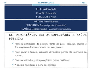 FILO Arthropoda
CLASSE Arachnida
SUBCLASSE Acari
1.5. IMPORTÂNCIA EM AGROPECUÁRIA E SAÚDE
PÚBLICA:
 Provoca diminuição da postura, perda de peso, irritação, anemia e
diminuição no desenvolvimento das aves jovens;
 Pode atacar o homem, causando dermatites, porém não sobrevive no
homem;
 Pode ser vetor de agentes patogênicos (vírus, bactérias);
 A anemia pode levar a morte dos animais.
11:43:56PARASITOLOGIA14
ORDEM Parasitiformes
SUBORDEM Mesostigmata (Gamasida)
FAMÍLIA Dermanyssidae – Dermanyssus gallinae
 