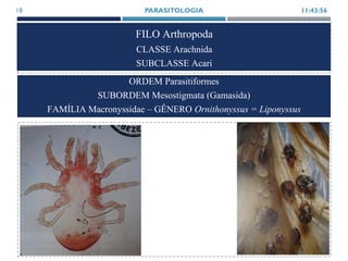 FILO Arthropoda
CLASSE Arachnida
SUBCLASSE Acari
11:43:56PARASITOLOGIA18
ORDEM Parasitiformes
SUBORDEM Mesostigmata (Gamasida)
FAMÍLIA Macronyssidae – GÊNERO Ornithonyssus = Liponyssus
 