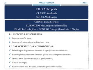 FILO Arthropoda
CLASSE Arachnida
SUBCLASSE Acari
1.1. ESPÉCIES E HOSPEDEIROS:
 Laelaps nuttalli: ratos;
 Laelaps (Echinolaelaps) echidninus: ratos.
1.2. CARACTERÍSTICAS MORFOLÓGICAS:
 Primeiro par de patas em forma de S e projeta-se anteriormente;
 Escudo genitoventral em forma de gota e escavado posteriormente;
 Quatro pares de setas no escudo genitoventral;
 Cerdas no corpo;
 Escudo dorsal não dividido, cobrindo quase todo o dorso.
11:43:56PARASITOLOGIA23
ORDEM Parasitiformes
SUBORDEM Mesostigmata (Gamasida)
FAMÍLIA Laelapidae – GÊNERO Laelaps (Pronúncia: Lêlapis)
 