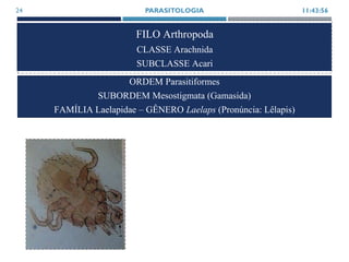 FILO Arthropoda
CLASSE Arachnida
SUBCLASSE Acari
11:43:56PARASITOLOGIA24
ORDEM Parasitiformes
SUBORDEM Mesostigmata (Gamasida)
FAMÍLIA Laelapidae – GÊNERO Laelaps (Pronúncia: Lêlapis)
 