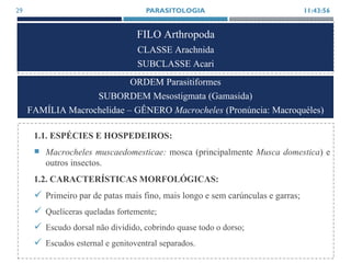 FILO Arthropoda
CLASSE Arachnida
SUBCLASSE Acari
1.1. ESPÉCIES E HOSPEDEIROS:
 Macrocheles muscaedomesticae: mosca (principalmente Musca domestica) e
outros insectos.
1.2. CARACTERÍSTICAS MORFOLÓGICAS:
 Primeiro par de patas mais fino, mais longo e sem carúnculas e garras;
 Quelíceras queladas fortemente;
 Escudo dorsal não dividido, cobrindo quase todo o dorso;
 Escudos esternal e genitoventral separados.
11:43:56PARASITOLOGIA29
ORDEM Parasitiformes
SUBORDEM Mesostigmata (Gamasida)
FAMÍLIA Macrochelidae – GÊNERO Macrocheles (Pronúncia: Macroquéles)
 