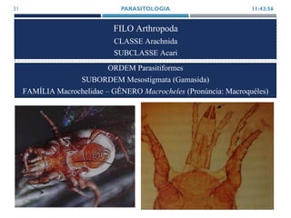 FILO Arthropoda
CLASSE Arachnida
SUBCLASSE Acari
11:43:56PARASITOLOGIA31
ORDEM Parasitiformes
SUBORDEM Mesostigmata (Gamasida)
FAMÍLIA Macrochelidae – GÊNERO Macrocheles (Pronúncia: Macroquéles)
 