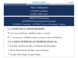 FILO Arthropoda
CLASSE Arachnida
SUBCLASSE Acari
1.1. ESPÉCIES E HOSPEDEIROS:
 Varroa jacobsoni: abelhas (Apis cerana).
 V. destructor: abelhas (Apis cerana e Apis mellifera).
1.2. CARACTERÍSTICAS MORFOLÓGICAS:
Escudos desenvolvidos e bastante quitinizados;
Patas bem desenvolvidas com ventosas;
Corpo mais largo do que longo.
11:43:56PARASITOLOGIA36
ORDEM Parasitiformes
SUBORDEM Mesostigmata (Gamasida)
FAMÍLIA Varroidae – GÊNERO Varroa (Pronúncia: Varrôa)
 