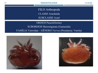 FILO Arthropoda
CLASSE Arachnida
SUBCLASSE Acari
11:43:56PARASITOLOGIA37
ORDEM Parasitiformes
SUBORDEM Mesostigmata (Gamasida)
FAMÍLIA Varroidae – GÊNERO Varroa (Pronúncia: Varrôa)
 