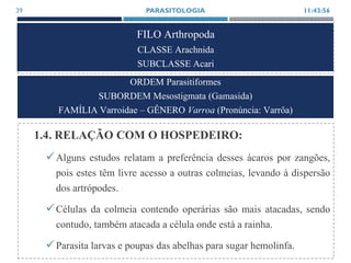 FILO Arthropoda
CLASSE Arachnida
SUBCLASSE Acari
1.4. RELAÇÃO COM O HOSPEDEIRO:
Alguns estudos relatam a preferência desses ácaros por zangões,
pois estes têm livre acesso a outras colmeias, levando à dispersão
dos artrópodes.
Células da colmeia contendo operárias são mais atacadas, sendo
contudo, também atacada a célula onde está a rainha.
Parasita larvas e poupas das abelhas para sugar hemolinfa.
11:43:56PARASITOLOGIA39
ORDEM Parasitiformes
SUBORDEM Mesostigmata (Gamasida)
FAMÍLIA Varroidae – GÊNERO Varroa (Pronúncia: Varrôa)
 