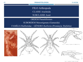 FILO Arthropoda
CLASSE Arachnida
SUBCLASSE Acari
11:43:56PARASITOLOGIA43
ORDEM Parasitiformes
SUBORDEM Mesostigmata (Gamasida)
FAMÍLIA Raillietidae – GÊNERO Raillietia (Pronúncia: Railiétia)
 