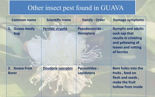 Entomological study ppt rawe | PPTX