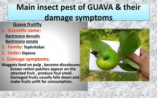 Entomological study ppt rawe | PPTX