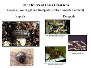 Entomology-101-slides-1-58.pdf Aprende de insectos | PDF