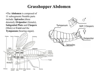 Entomology-101-slides-1-58.pdf Aprende de insectos | PDF